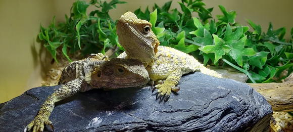 Reptile Direct Becomes Premier Resource for Reptile Care Tips and Info